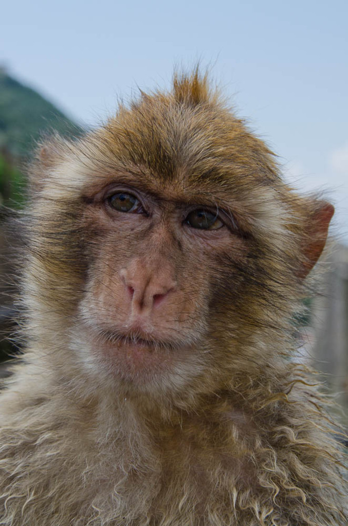 The monkeys of Gibraltar