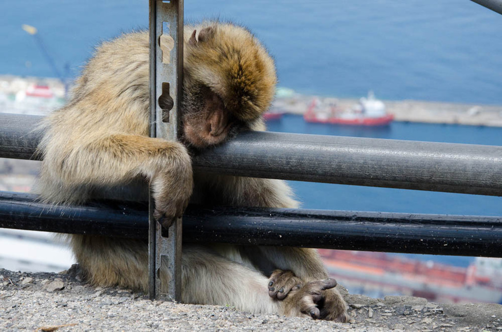 The monkeys of Gibraltar