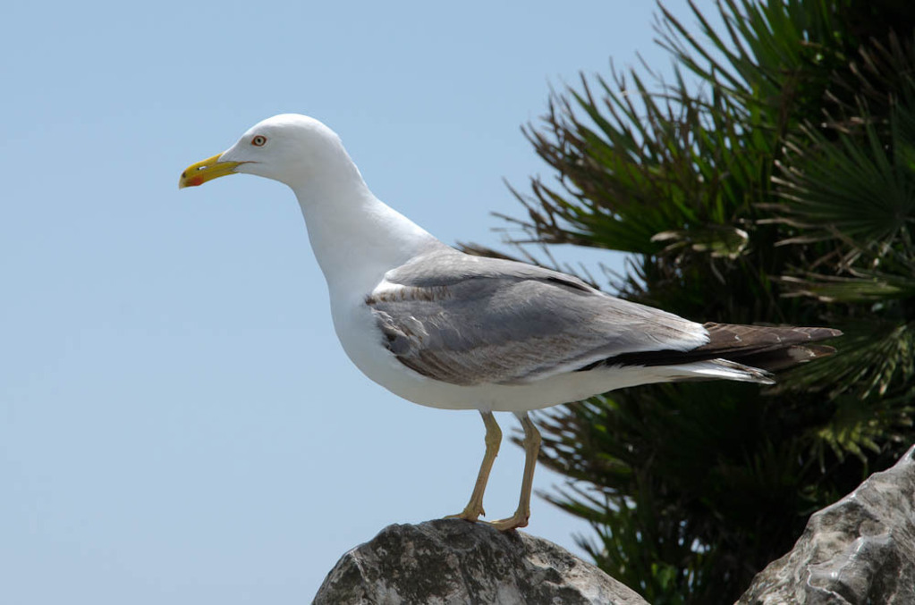 Seagull