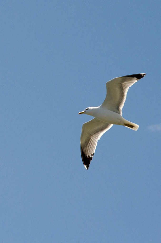 Seagulls