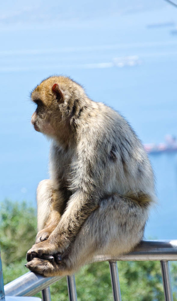 The monkeys of Gibraltar