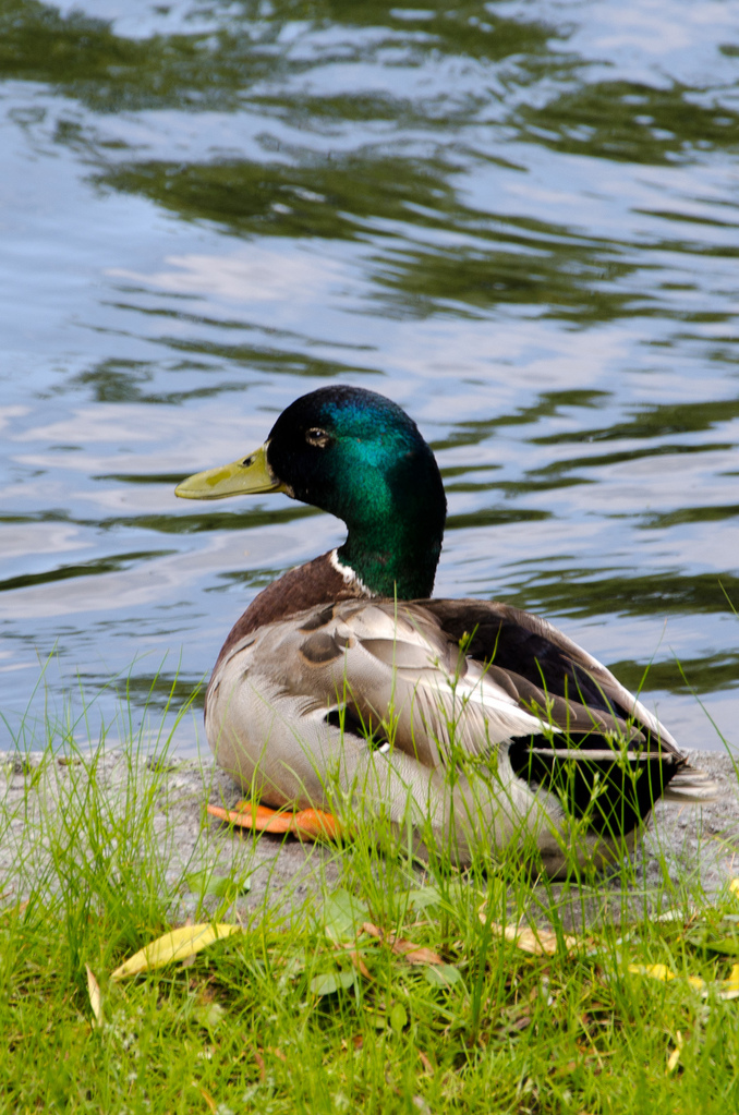 Duck Duck