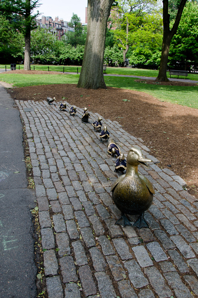 Ducks Ducks