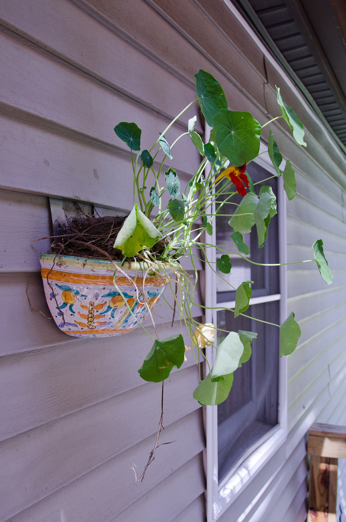 Robin's nest