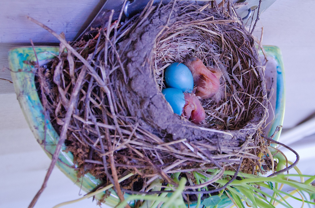 Robin chicks