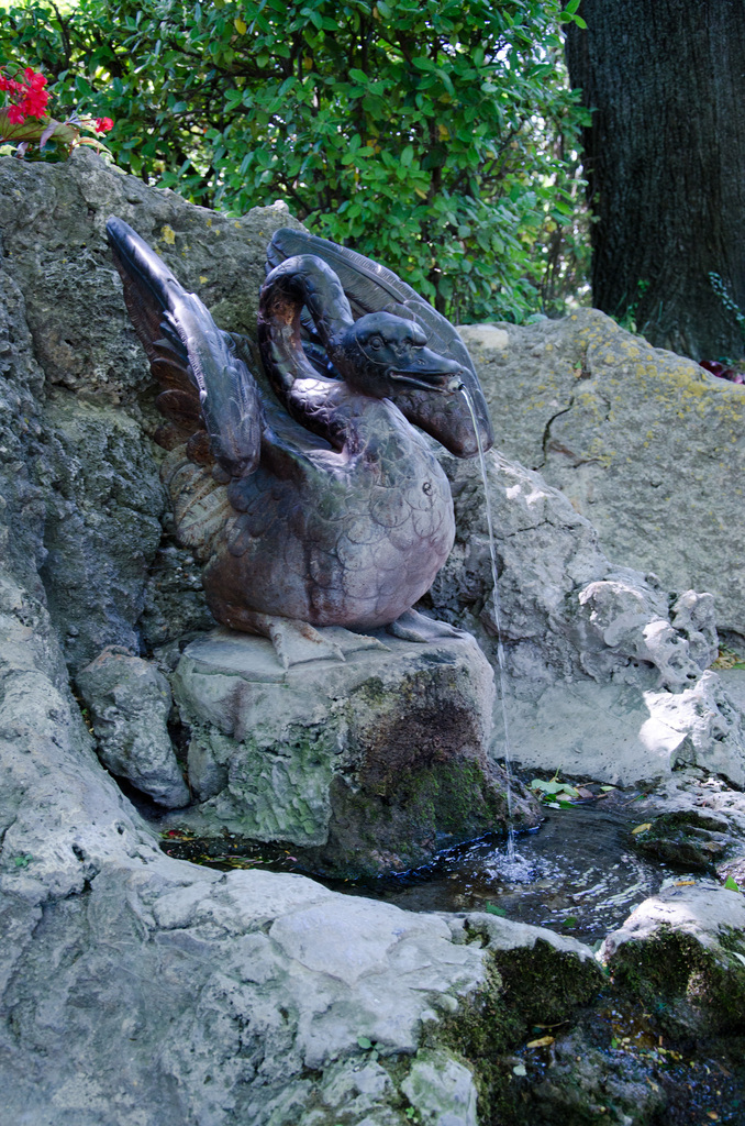 Swan
