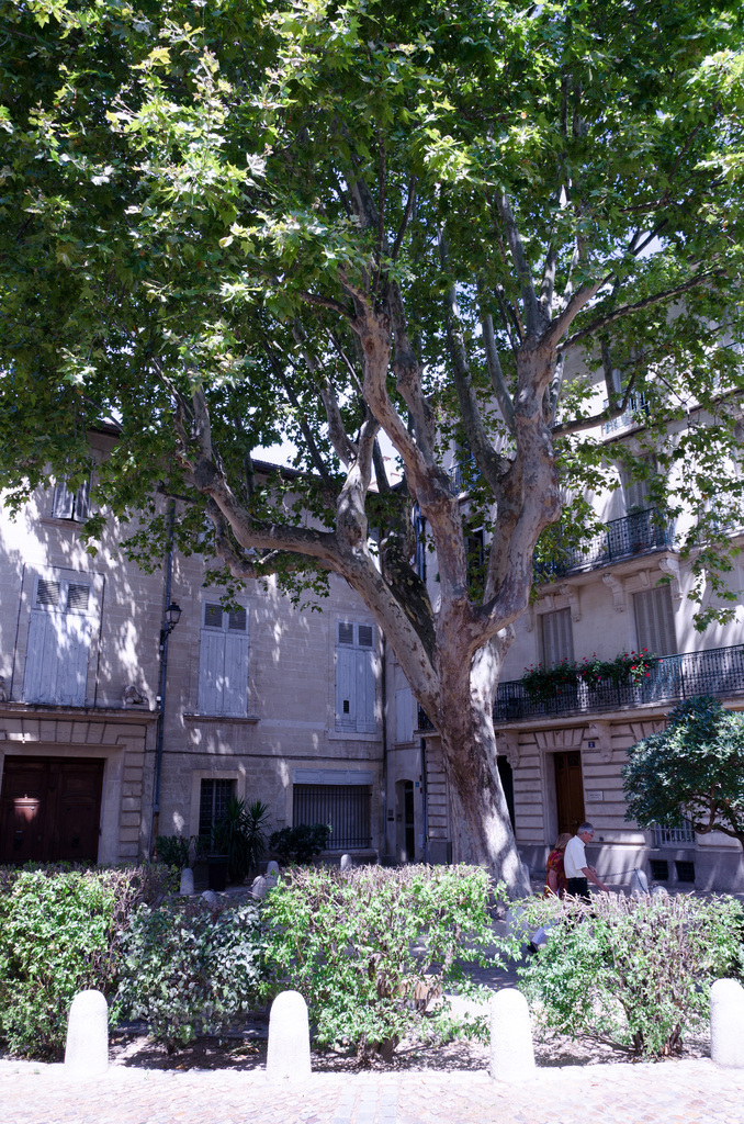 Avignon