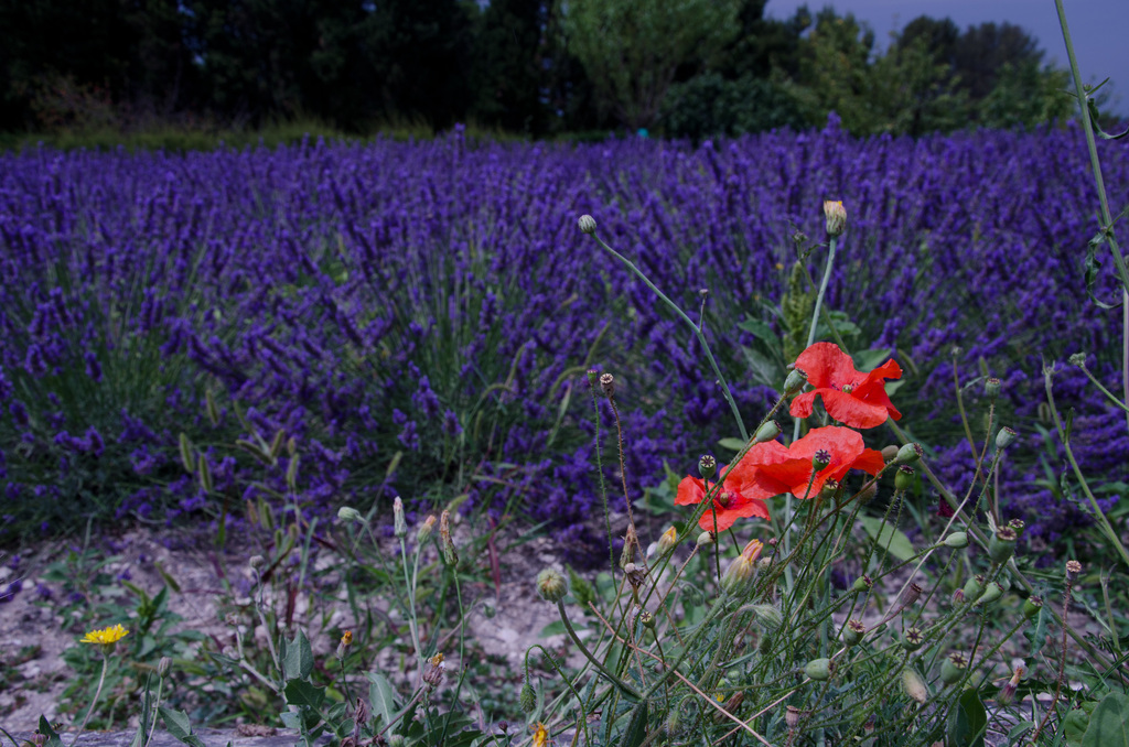 Saint-Rémy-de-Provence