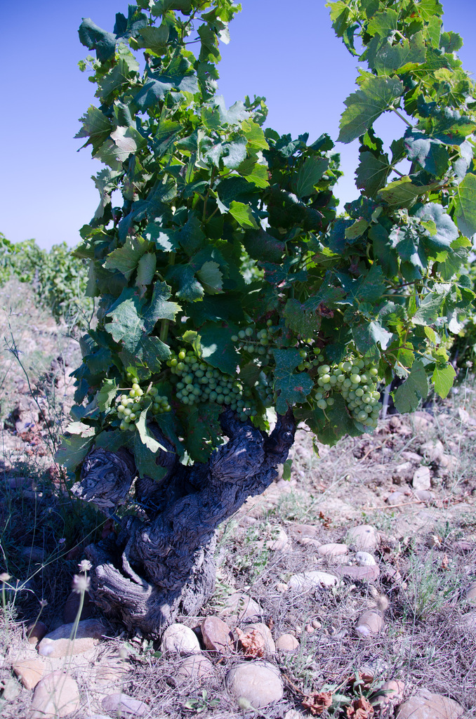 Châteauneuf-du-Pape