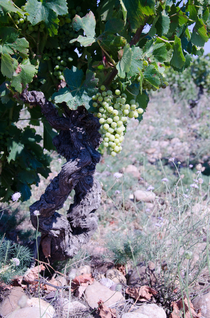 Châteauneuf-du-Pape
