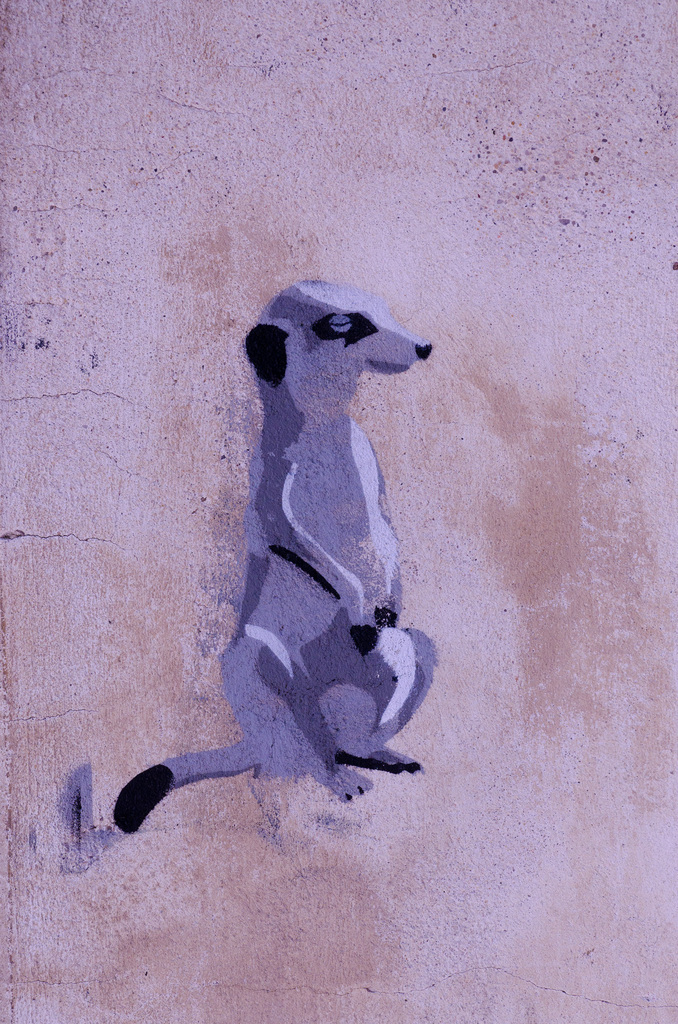 Meercat
