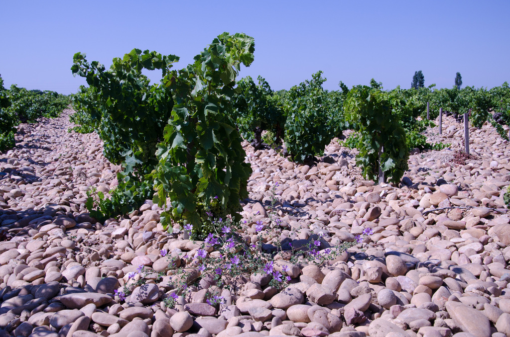 Châteauneuf-du-Pape