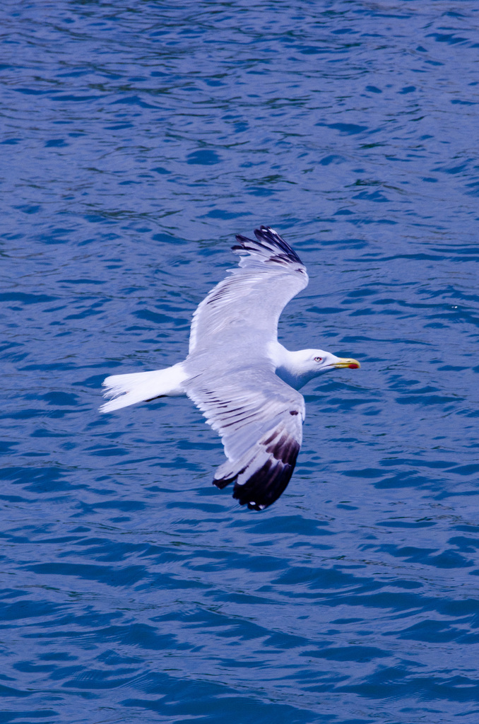 Sailing