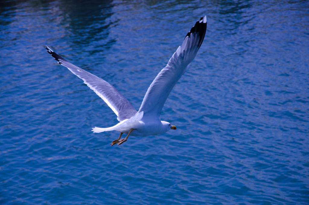 Sailing
