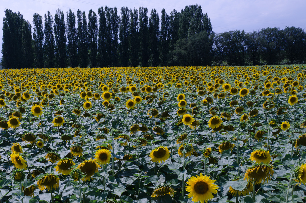 Sunflowers Sunflowers