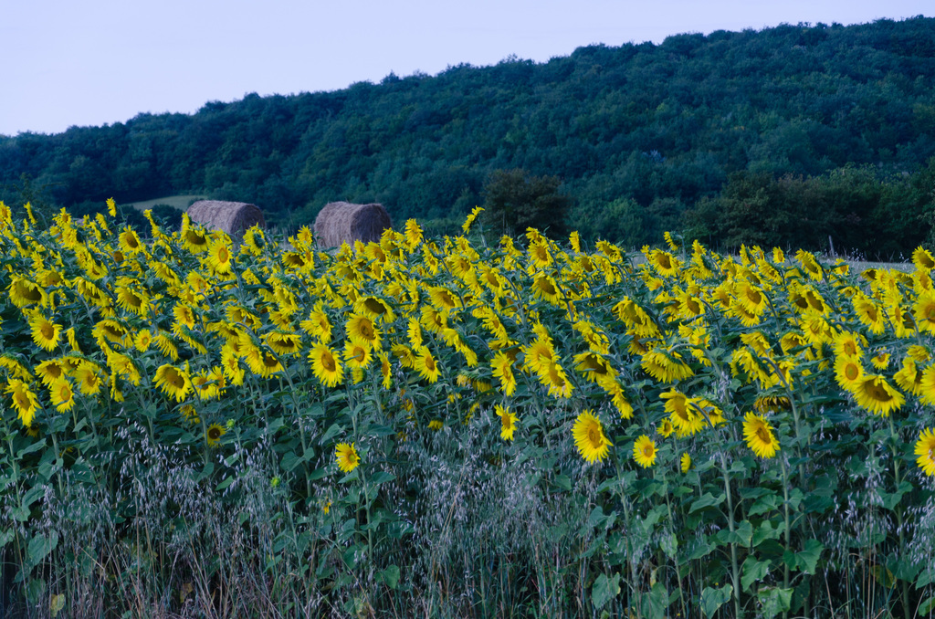Sunflowers