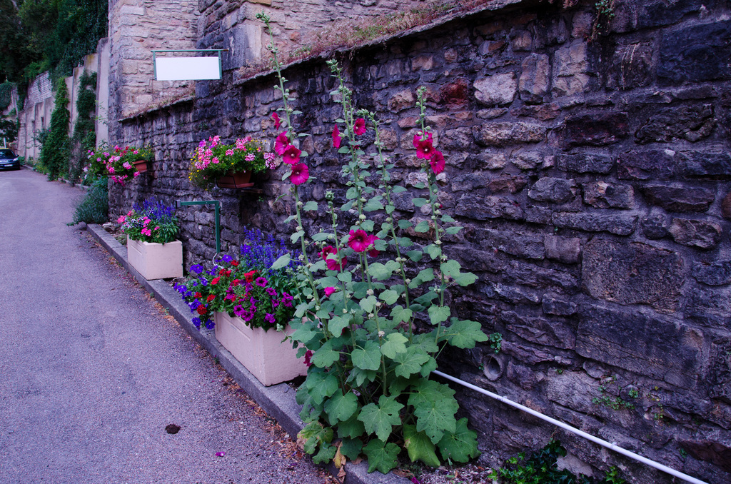Cluny