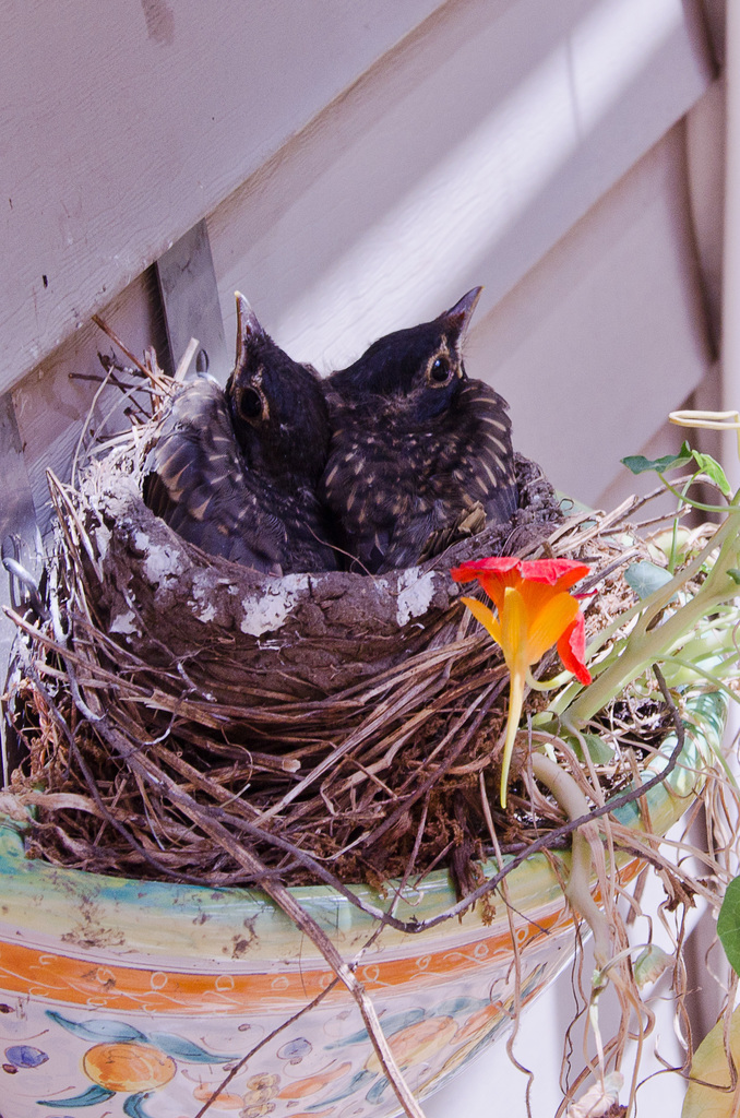 Primed for flight