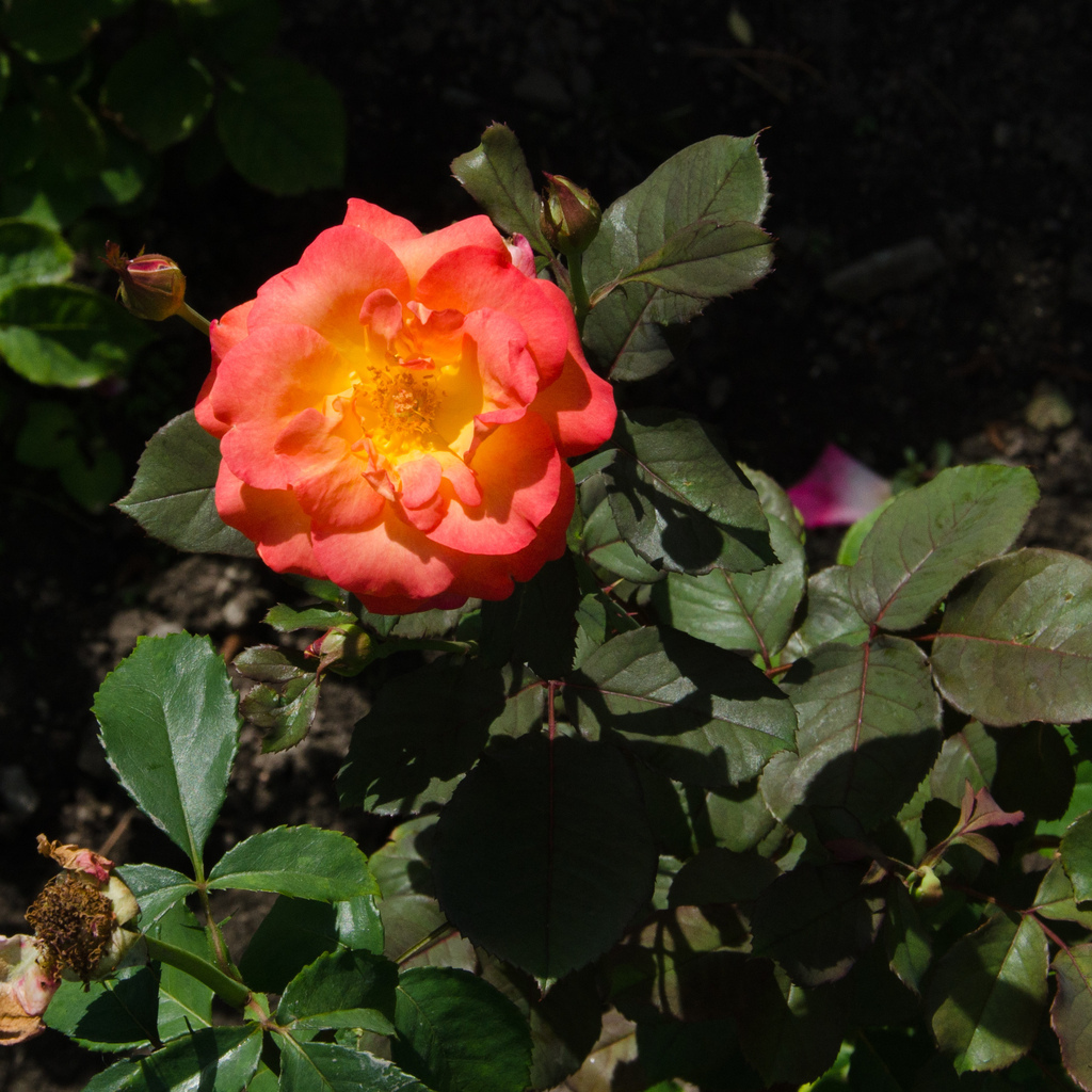 Montréal botanical gardens