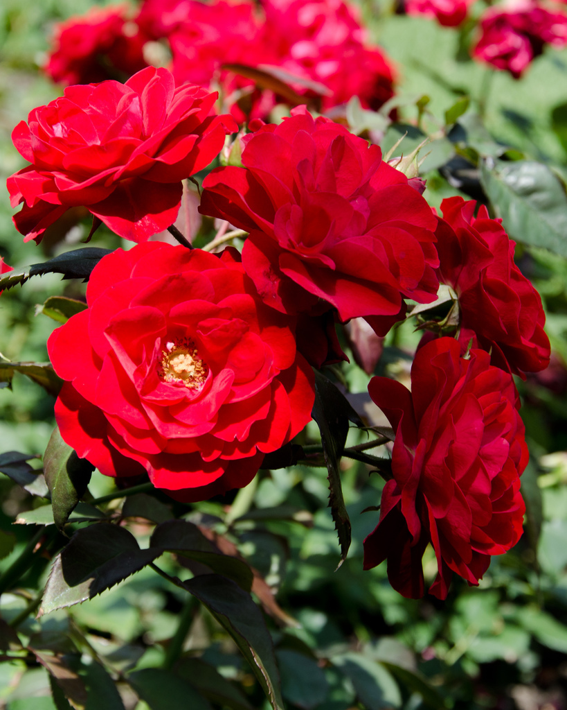 Montréal botanical gardens