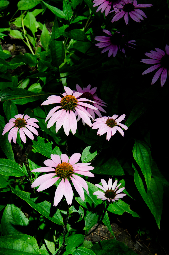 Montréal botanical gardens Montréal botanical gardens