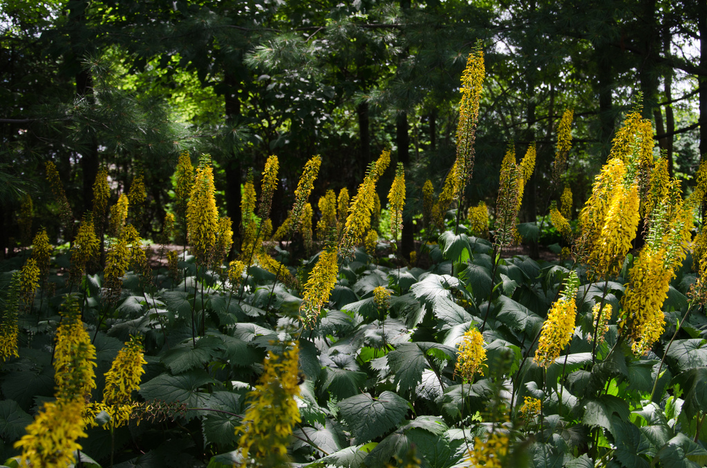 Montréal botanical gardens Montréal botanical gardens