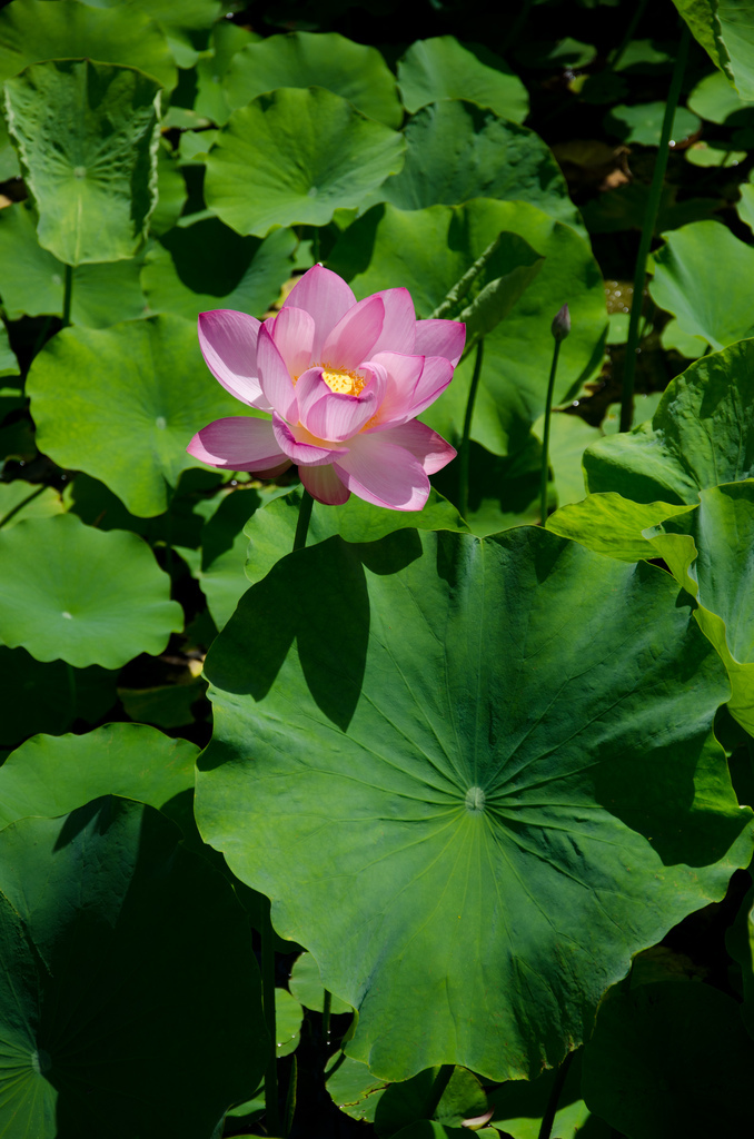 Montréal botanical gardens