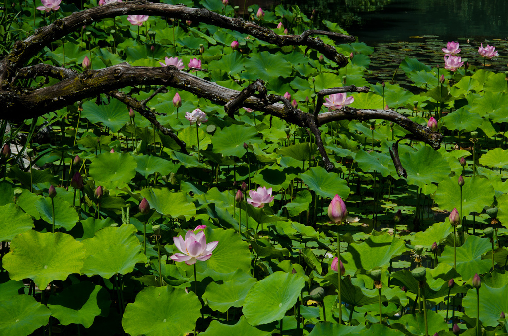 Montréal botanical gardens Montréal botanical gardens