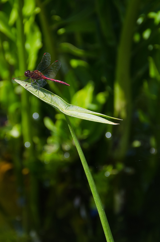 Montréal botanical gardens
