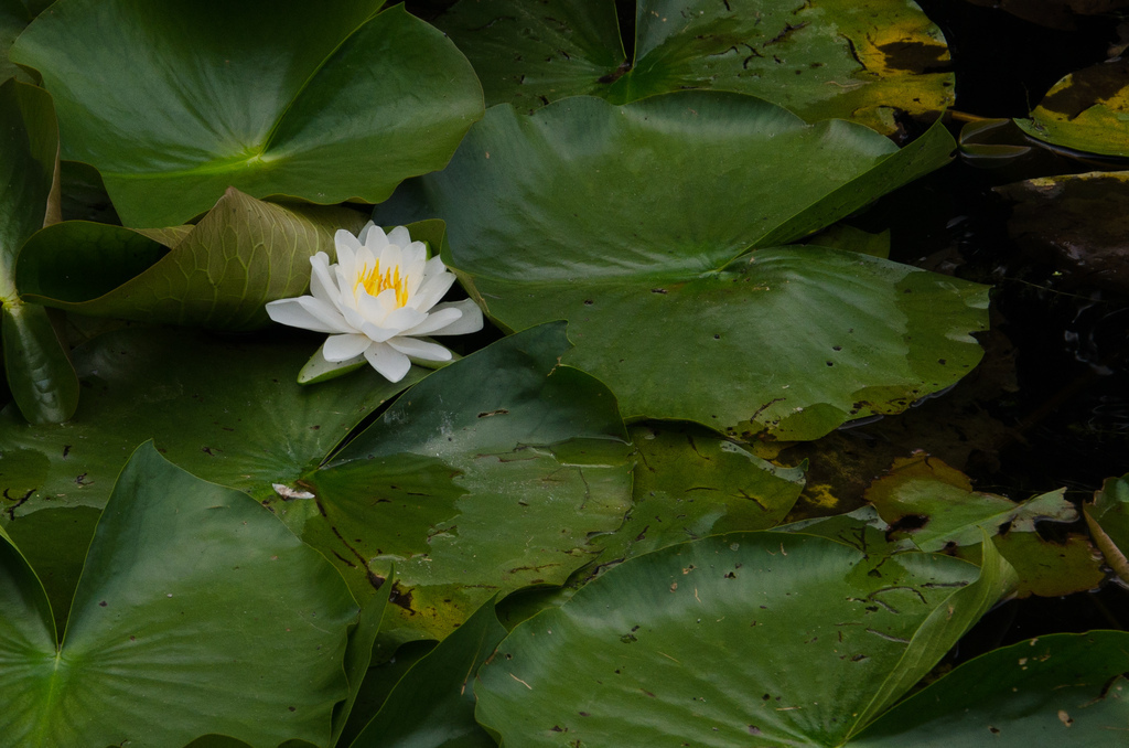 Montréal botanical gardens