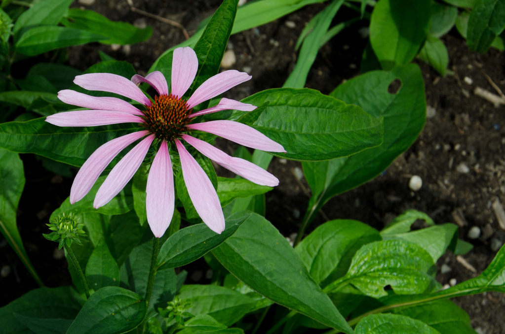 Montréal botanical gardens