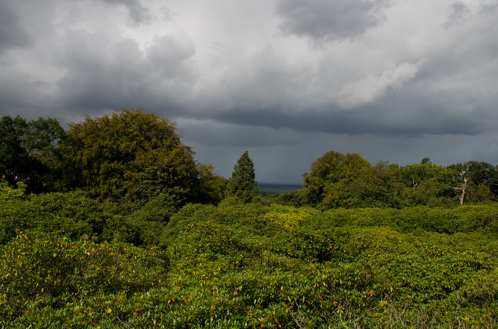 Rhododendrons