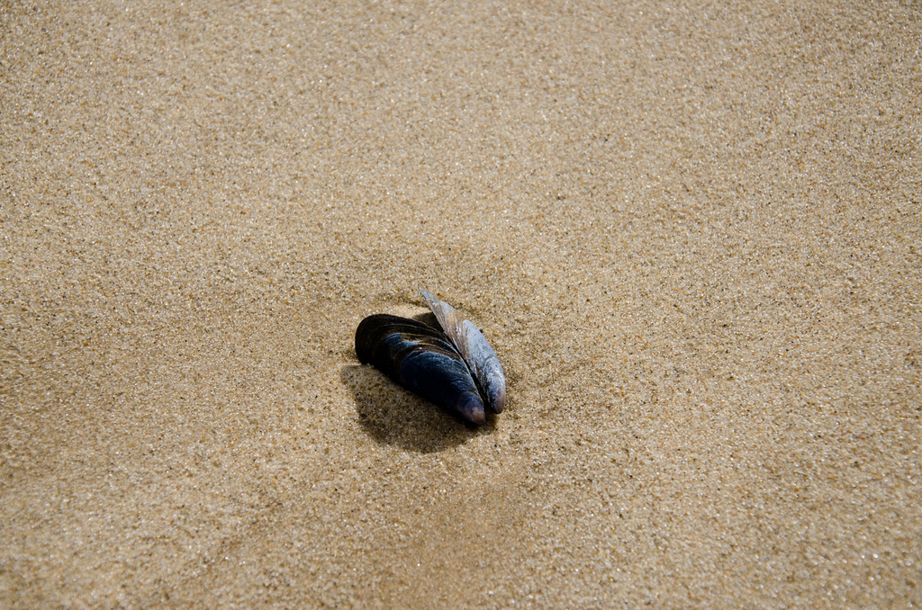Shell
