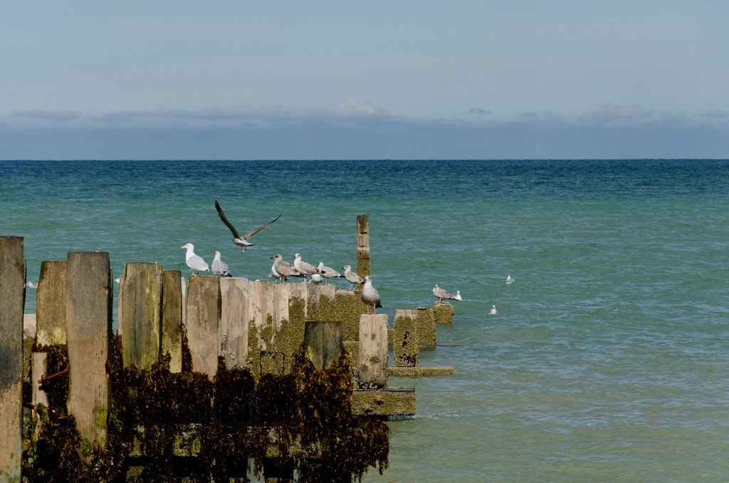 Gulls