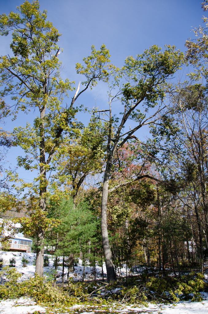 Two oaks