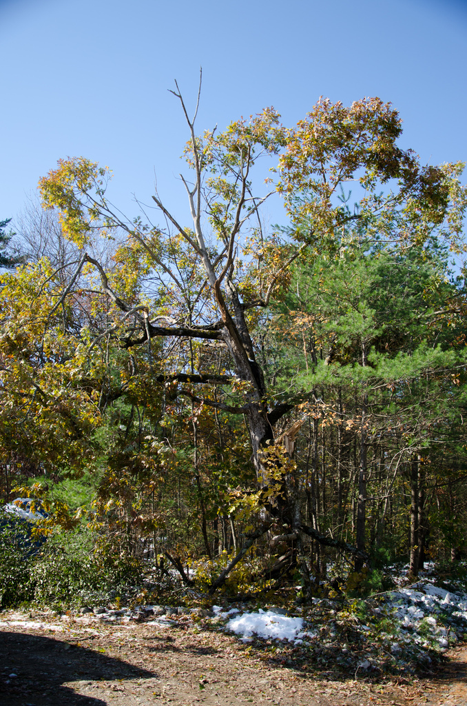 Smashed tree