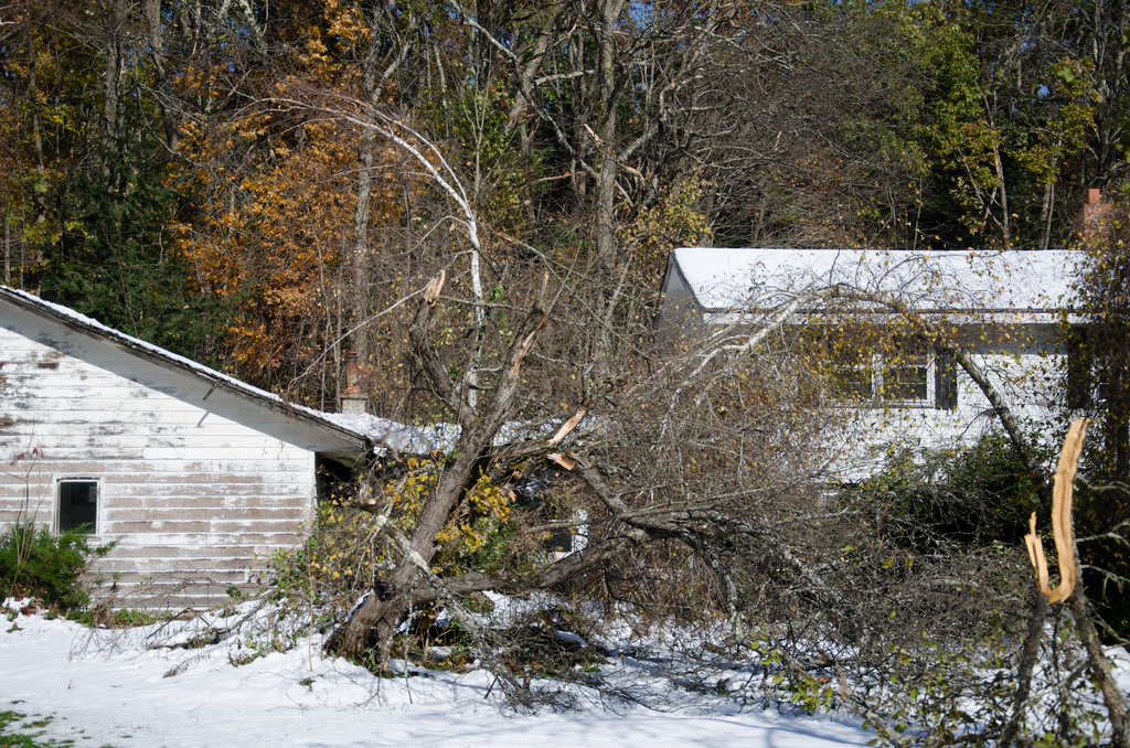 Smashed trees
