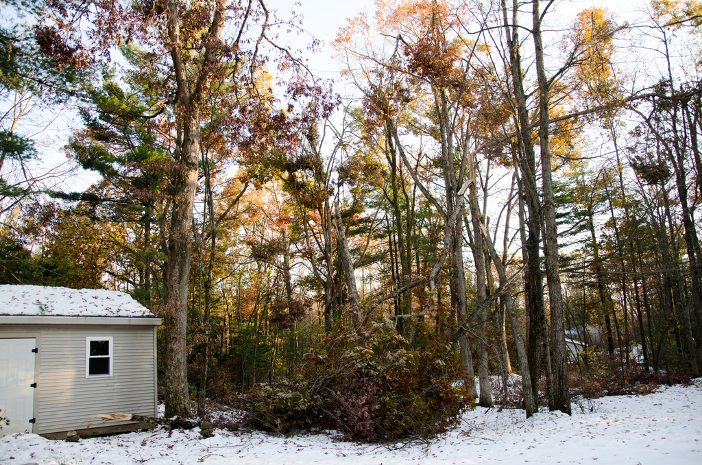 Downed trees