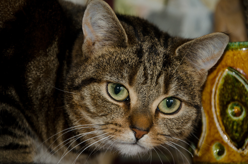 Mitsy