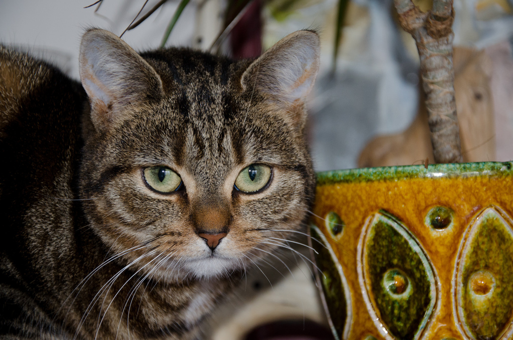 Mitsy