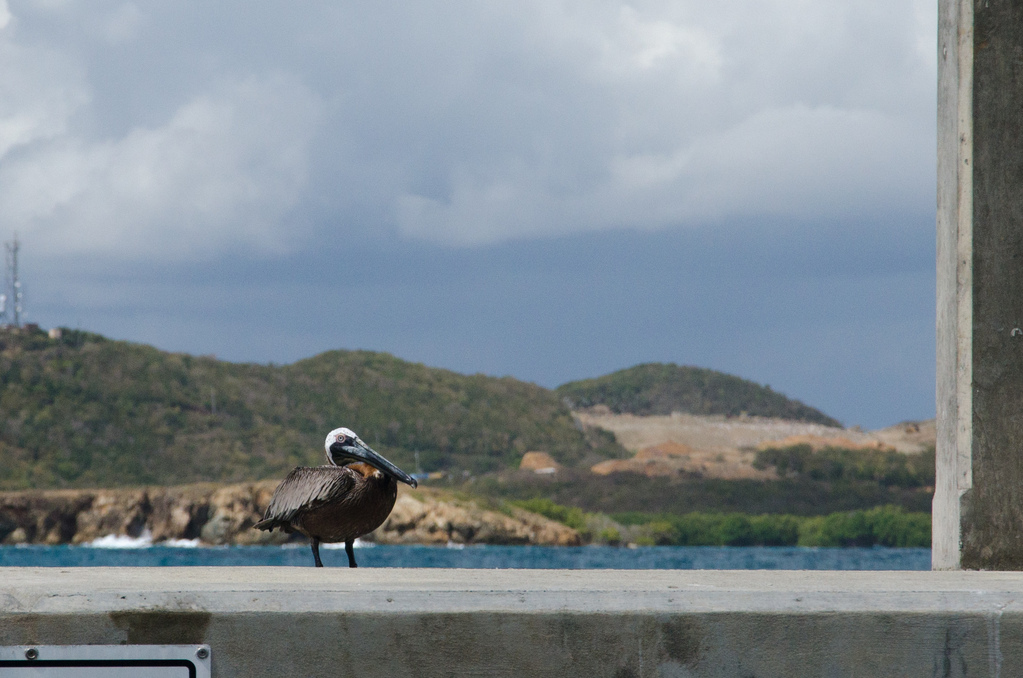 Pelican