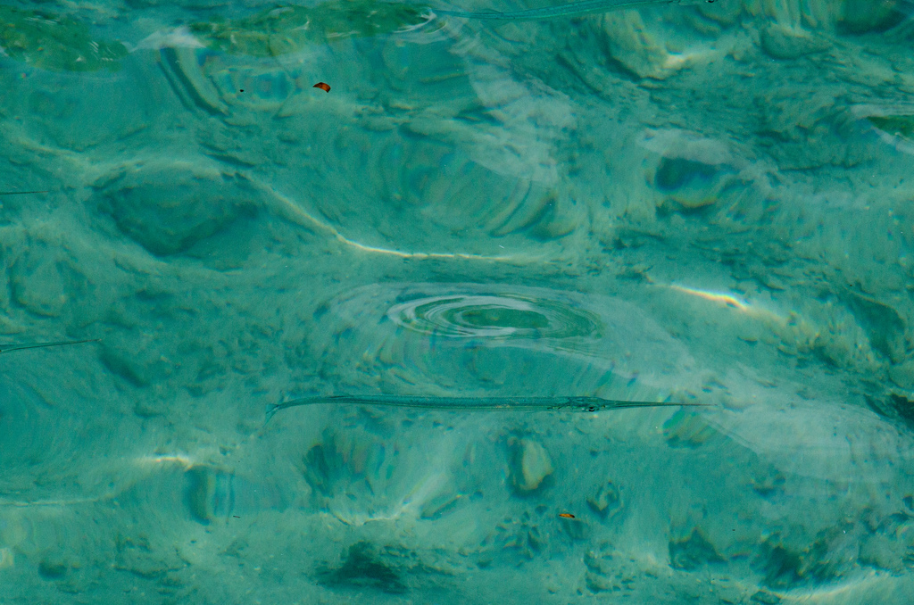 Fish