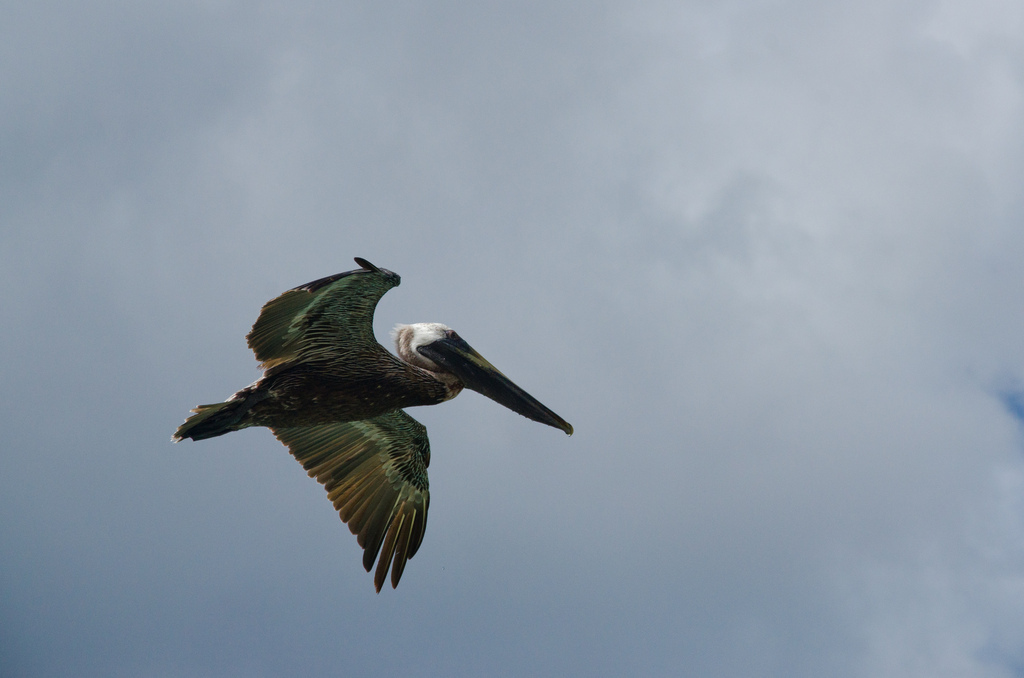 Pelican