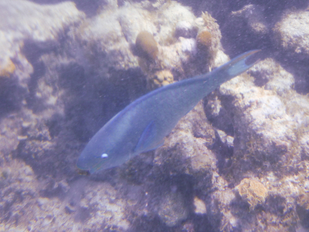 Parrot Fish