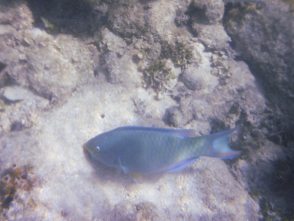 Parrot Fish