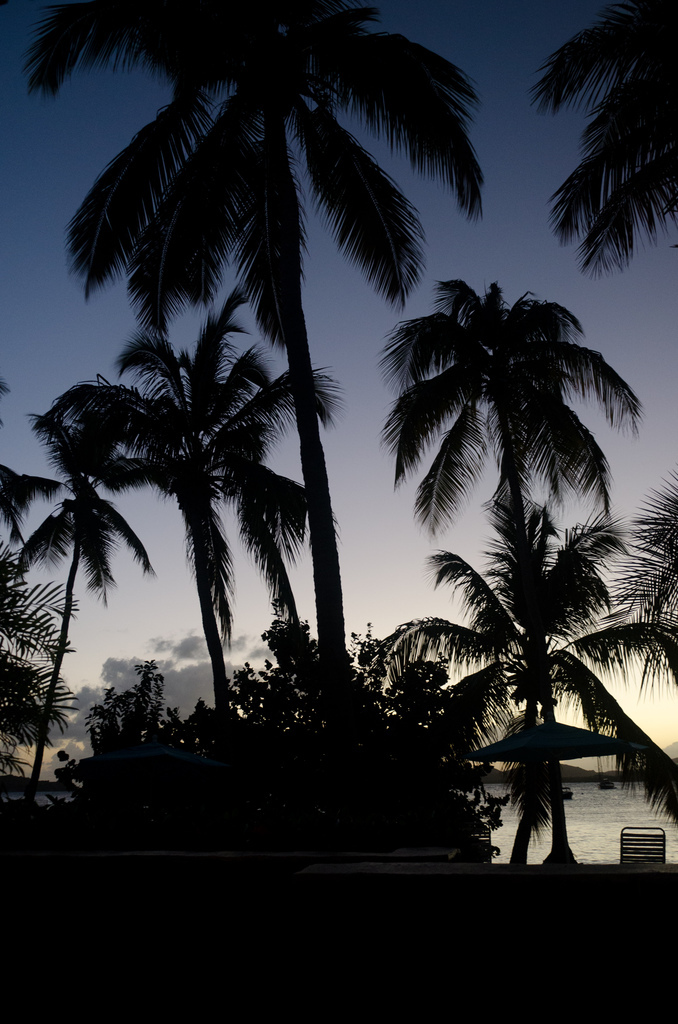 Palms
