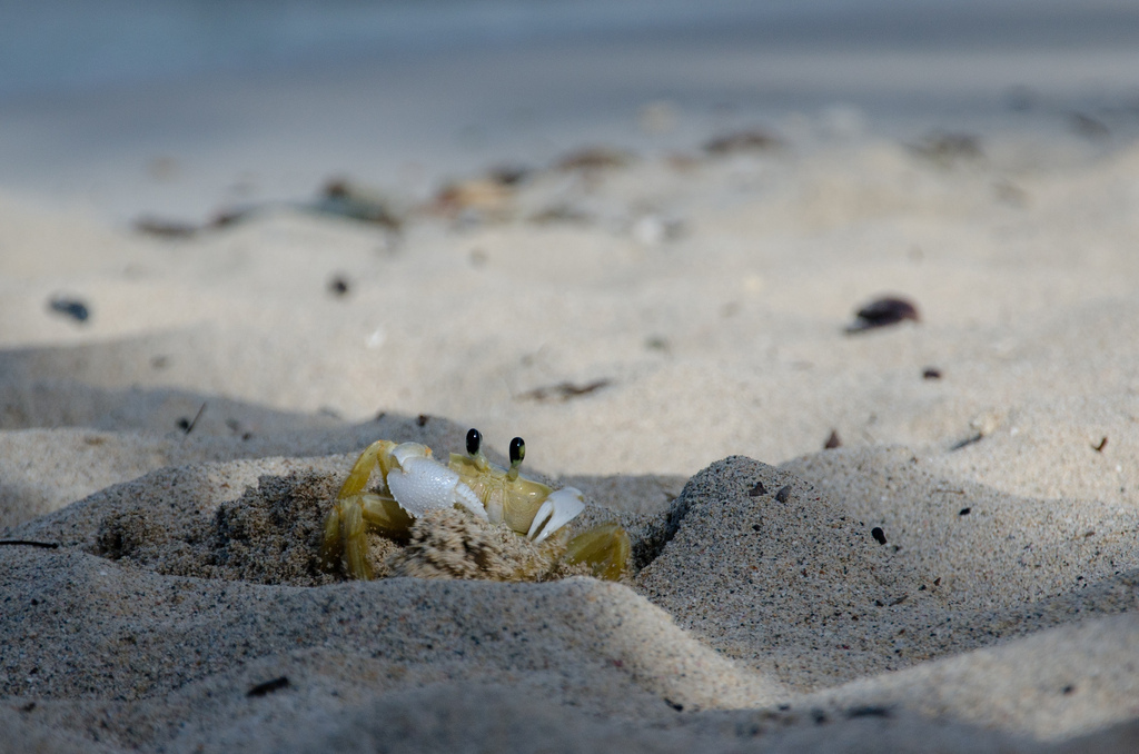 Crab