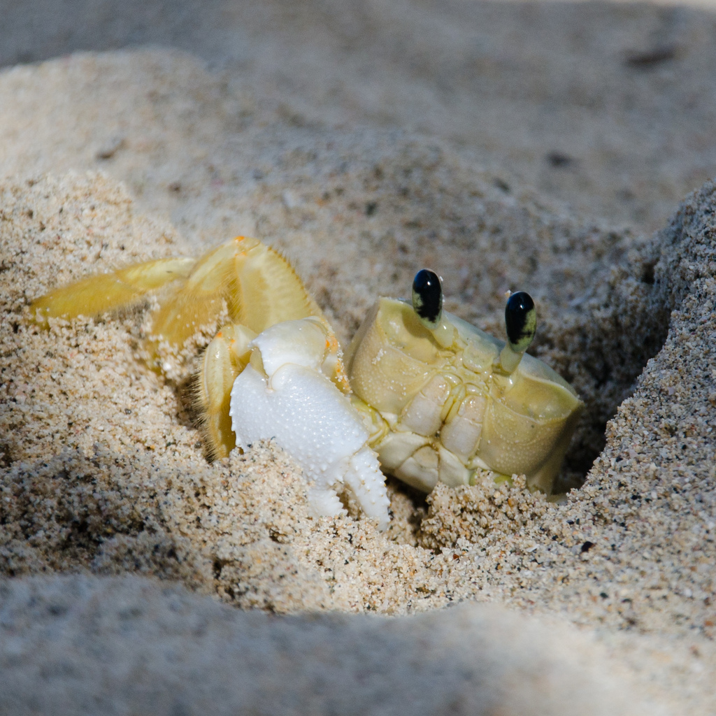 Crab
