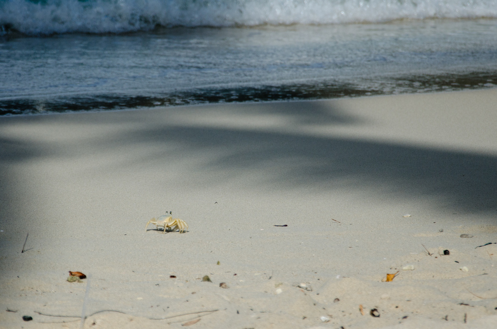 Run, crab, run!