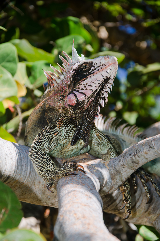 Iguana